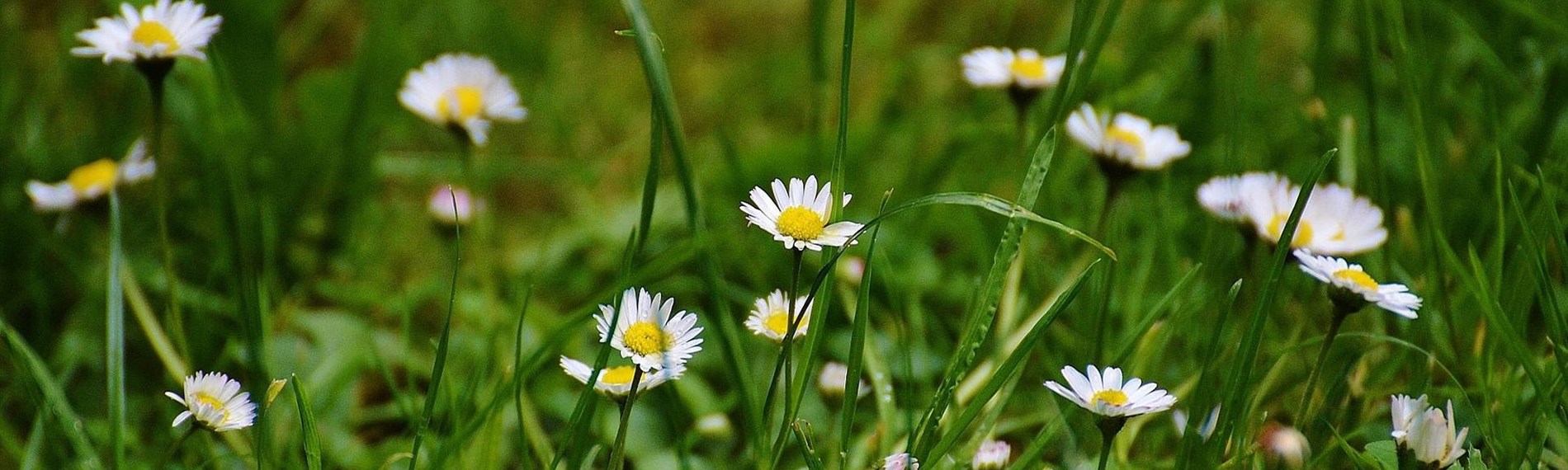 Relaterad_sommaräng_2000x600px