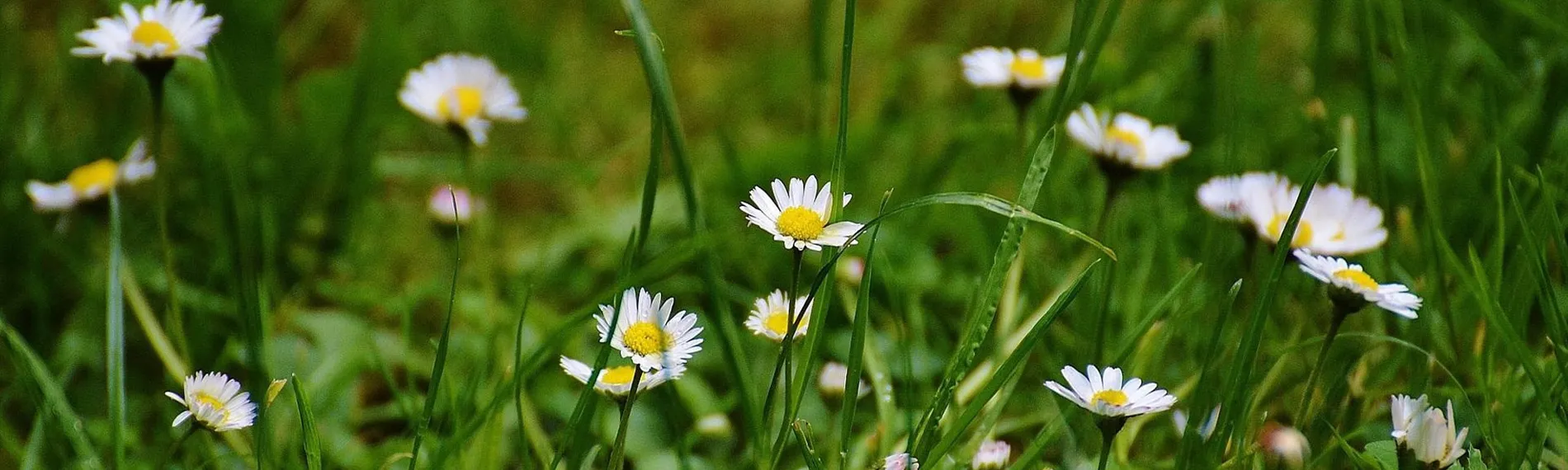 Relaterad_sommaräng_2000x600px